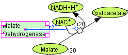 Malate Dehydrogenase in TCA cycle