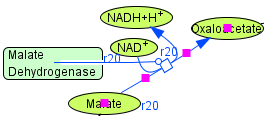 Reaction r20 in TCA cycle