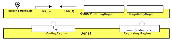 Gene with regions