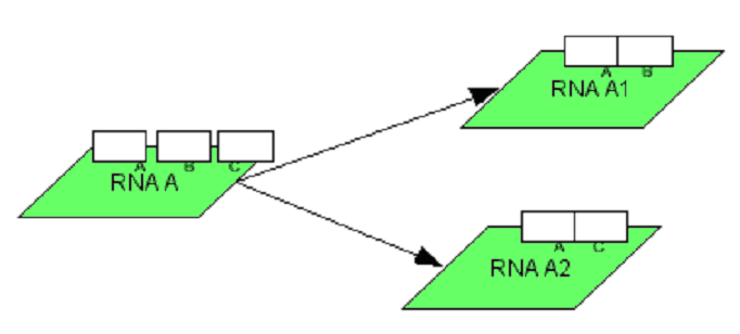 RNA alternative splicing