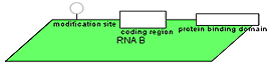 RNA with regions