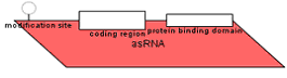 Antisense RNA with regions